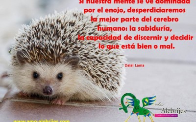 Frases celebres-Dalai Lama-5
