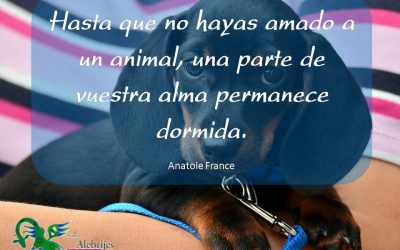 Frases celebres Anatole France 4